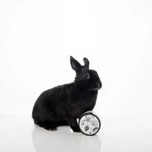 Load image into Gallery viewer, NEW Vintage Peony - Shea Butter Hand and Body Creme Tube
